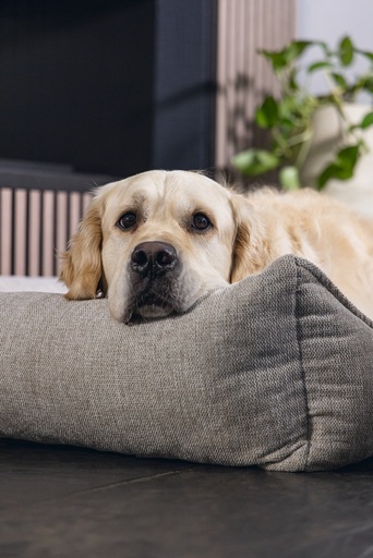 Immagine prodotto Beeztees Zia (Cane)