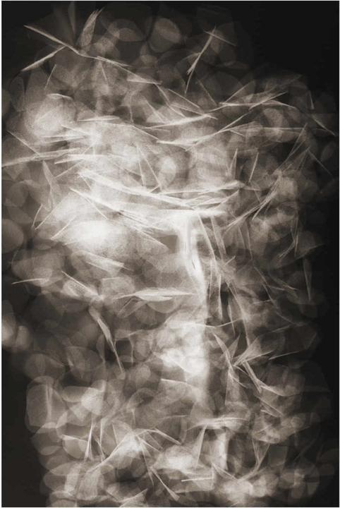 Image du produit Moooi Petals Tapis (300 x 400 cm)