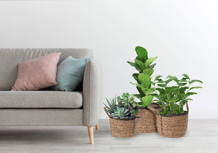 Image du produit Casativo Set de 3 paniers en rotin