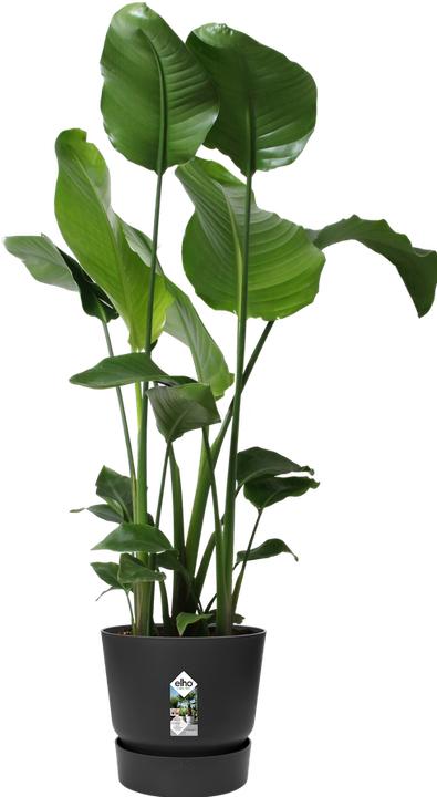 Immagine prodotto Elho Vasi da fiori (29.50 cm)