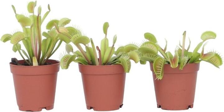 Produktbild Plant in a Box Dionaea muscipula - (7 cm)