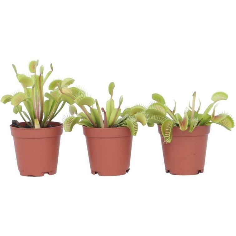 Plant in a Box, Pflanzen, Dionaea muscipula - (7 cm)