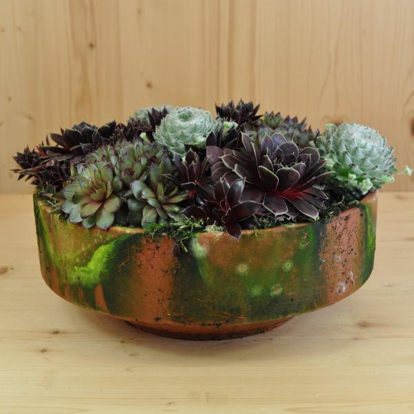 Immagine prodotto Säntispracht Der robuste Hauswurz - Sempervivum (10 cm)