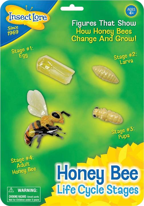Actual product image Insect Lore Honey Bee Life Cycle Stages
