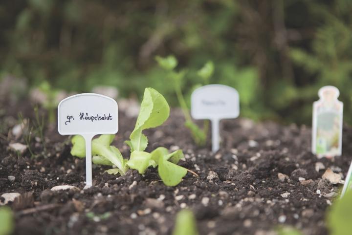 Produktbild Windhager Pflanzenschilder (6 cm)
