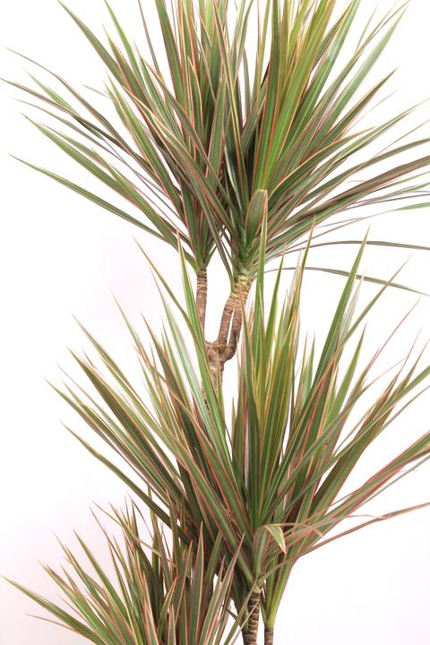 Produktbild Fresca-Plant Dracaena Marginata (21 cm)