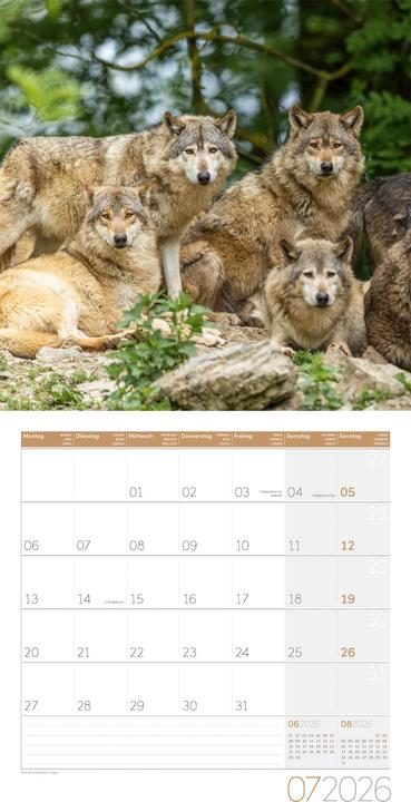 Produktbild Wölfe Kalender 2026 - 30x30