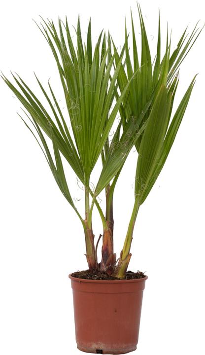 Produktbild Plant in a Box Washingtonia Robusta - Mexikanische Fächerpalme (50 cm)