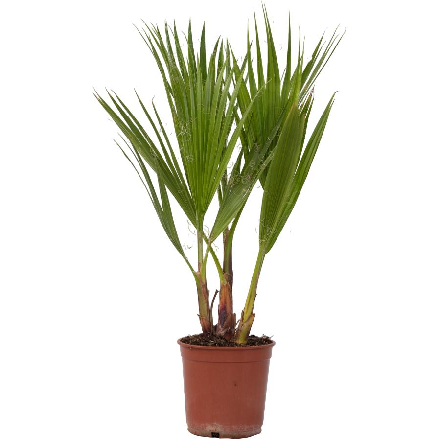 Plant in a Box, Pflanzen, Washingtonia Robusta - Mexikanische Fächerpalme (50 cm)
