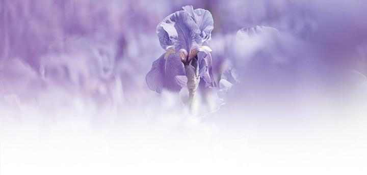 Produktbild Weleda Iris (30 ml, Nachtcreme)