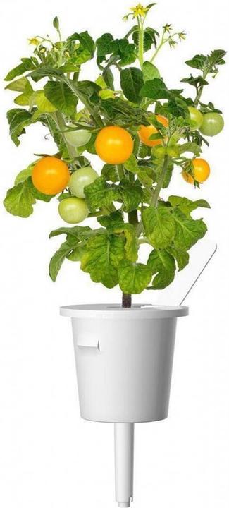 Produktbild Click and Grow Gelbe Cherrytomaten (Gemüsesamen)