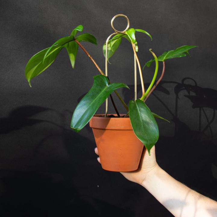 Produktbild Botanopia Rankhilfe Pompom Gold (1.50 cm)