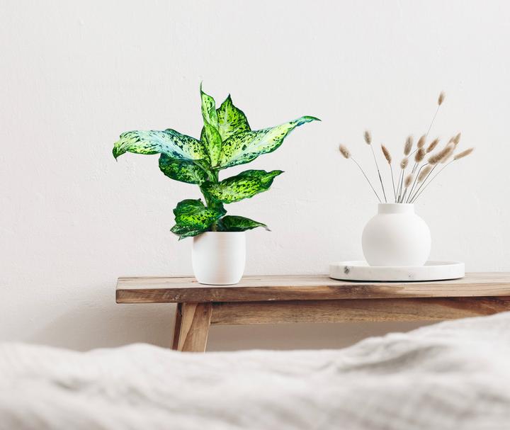 Produktbild Mahaloplants Dieffenbachia Amy (30 cm)