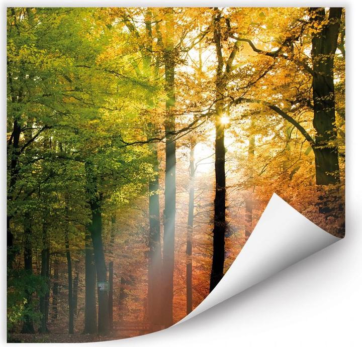 Image du produit Trenddeko Automne doré (70 x 70 cm)