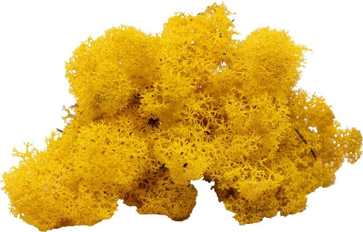 Produktbild Flowerbox Islandmoos