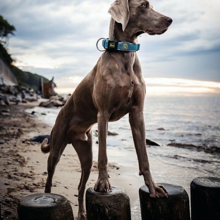Immagine prodotto Hunter Collare per cani Hilo Vario Plus (L, XL, Cane, Sport cane)