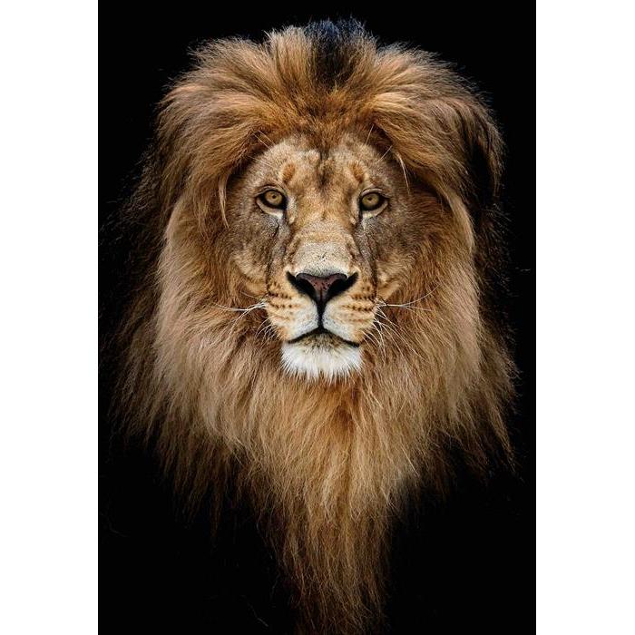 Thumbnail - Craft Buddy Löwe, 21x25cm Bild mit Rahmen Crystal Art