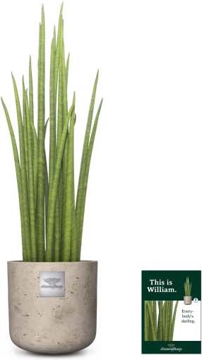 Männerpflanze William (Sanseviera Micado) (55 cm)