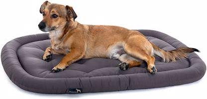 Actual product image Pointer Dog cushion (Dog)