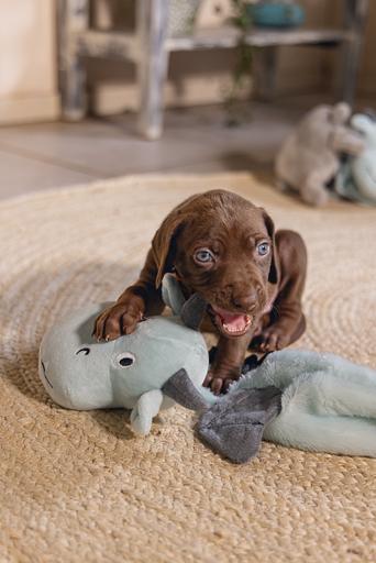 Produktbild Beeztees Puppy Flatino Drache Yi (Plüschspielzeug Hund)
