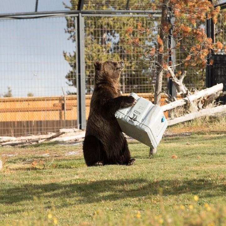 Actual product image Lifetime Cooler 52 liters (52 l)