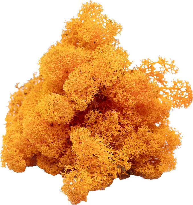 Produktbild Flowerbox Islandmoos