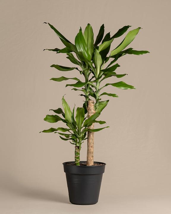 feey Large dragon tree (85 cm, Freshly repotted)