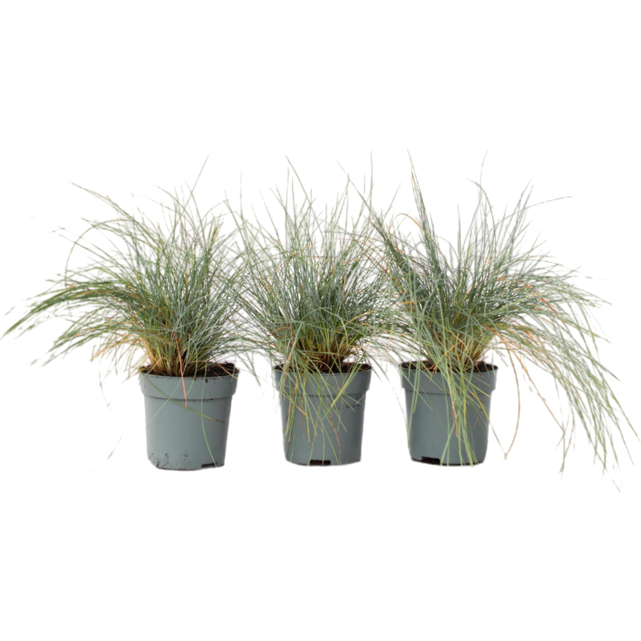 Plant in a Box, Pflanzen, Festuca glauca 'Elijah Blue' - 3er Set Blaugrünes Schwingel (10 cm)