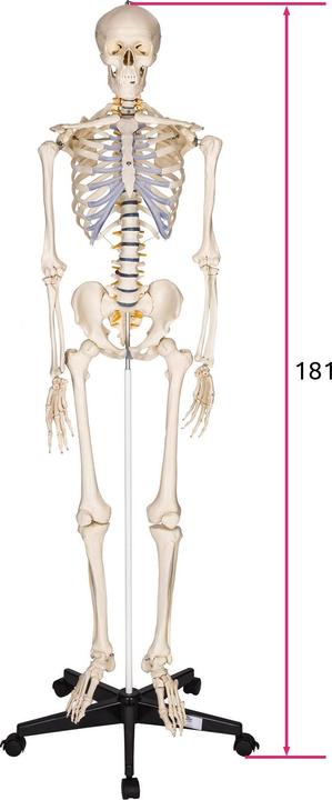 Immagine prodotto tectake Anatomia scheletrica