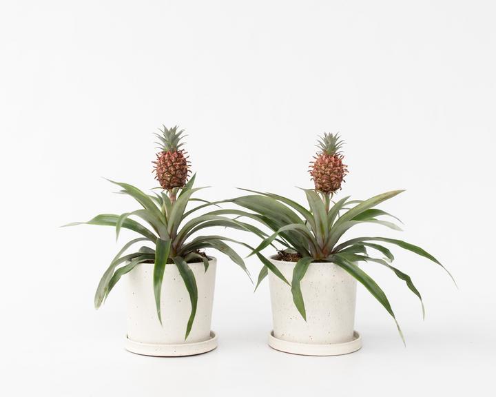 Immagine prodotto Plant in a Box Ananas comosus 'Mi Amigo' - Set di 2 ananas (35 cm)
