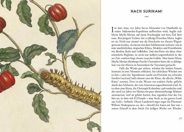 Produktbild Maria Sibylla Merians Reise zu den Schmetterlingen (Deutsch, Boris Friedewald, 2015)