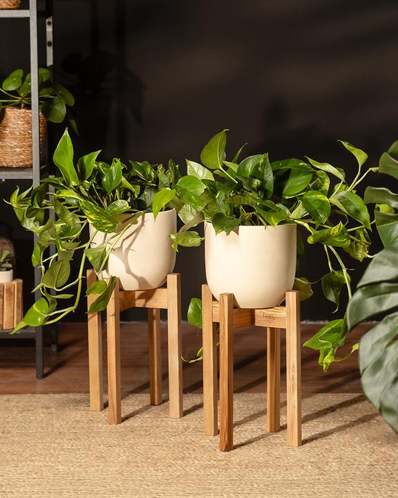 Produktbild feey Grosse Efeutute (45 cm, Frisch umgetopft)