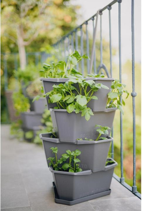 Actual product image Gusta Garden Paul Potato (38.80 cm)