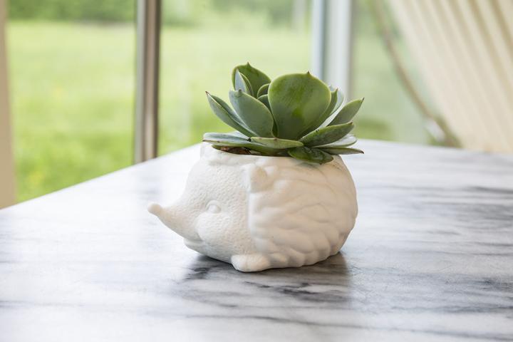 Immagine prodotto Kikkerland Prickles la fioriera del riccio (9.30 cm)