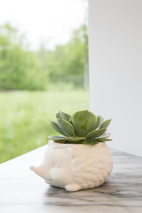 Immagine prodotto Kikkerland Prickles la fioriera del riccio (9.30 cm)