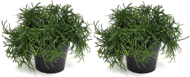 Rutishauser Blumen Rhipsalis, ensemble de 2 (30 cm)
