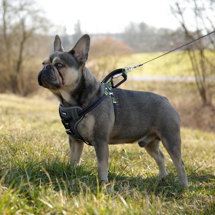 Produktbild Kerbl Autosicherheitsgeschirr (Hund, Reflektoren, Komplett zu öffnen)