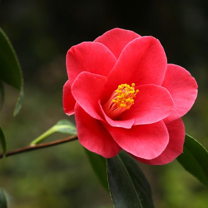Immagine prodotto Plant in a Box Camellia japonica Dr King - Rosa giapponese (60 cm)