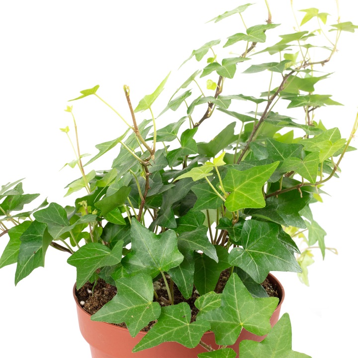 Immagine prodotto Flowerbox Gemeiner Efeu- Hedera helix (20 cm)