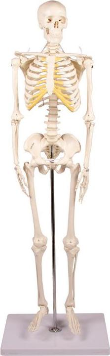 Actual product image Erler Zimmer Miniature skeleton Tom