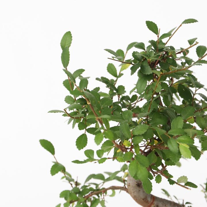 Actual product image Plant in a Box Zelkova serrata - Bonsaibaume (25 cm)