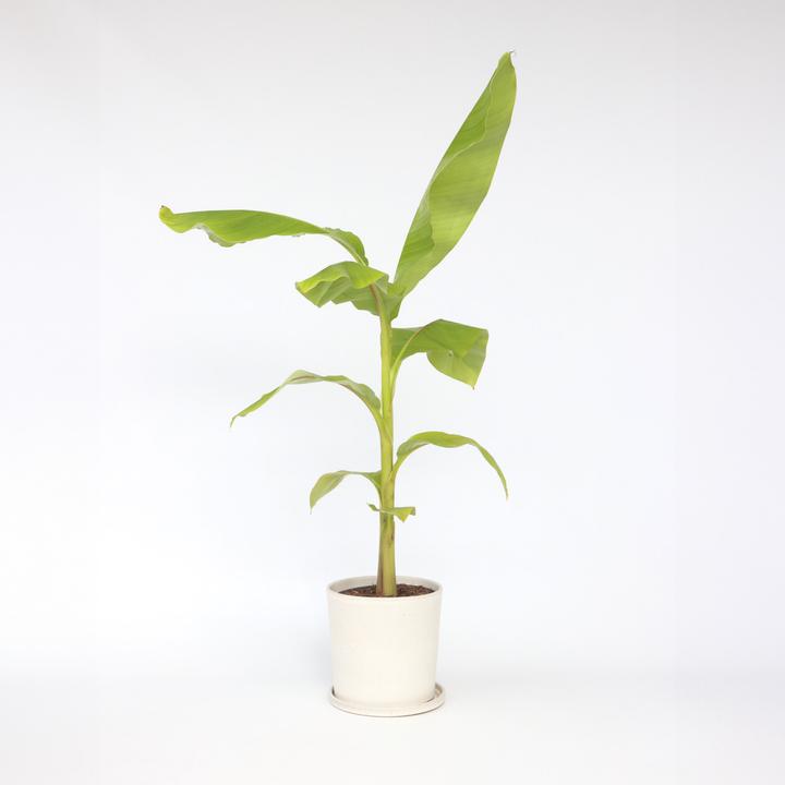 Actual product image Plant in a Box Musa Basjoo - Banana plants (55 cm)