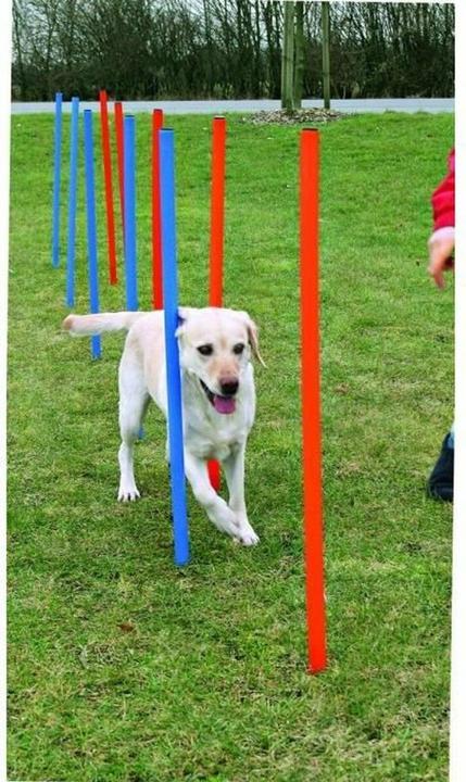 Produktbild Trixie Fun Agility Slalom (Agility)