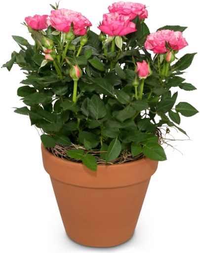 Image du produit Fleurop Surprise affectueuse (rosier sans c≈ìur)