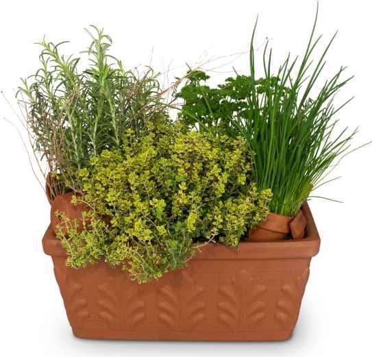 Fleurop Kräuterkistchen (gepflanzt)