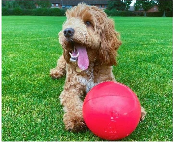 Actual product image Company of Animals Boomer Ball (Ball toy dog)