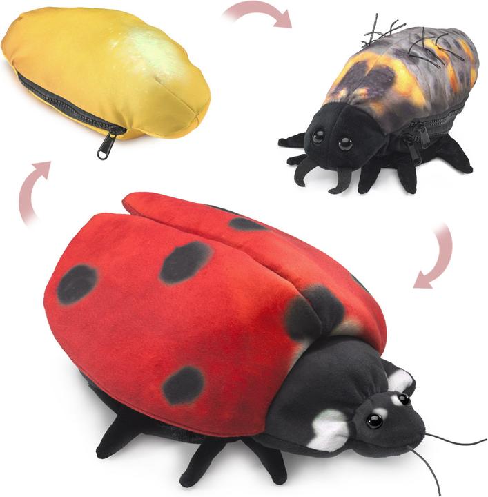 Produktbild Folkmanis Marienkäfer Metamorphose