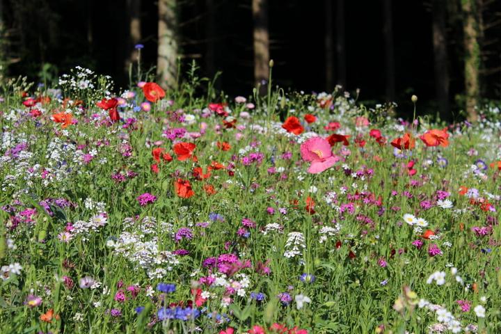 Image du produit Ökohum Bodensee Blütentraum Augenweide (Graines de fleurs)