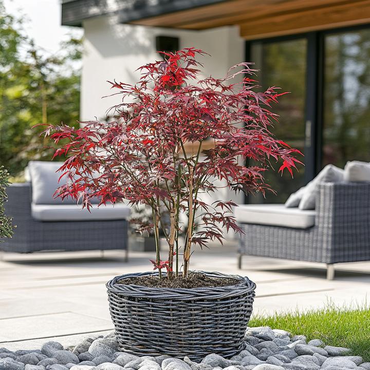 Actual product image Plant in a Box Acer palmatum 'Starfish' - Ahorn Baum (60 cm)