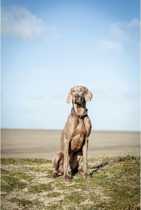 Produktbild Trixie Be Nordic (L, Hund, Spazieren)